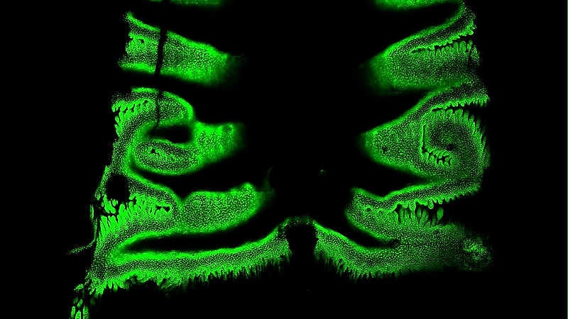 k5-tta_teto-h2b-gfp_uclear_tissues_p28_0_day_chase-gfp_whole_m...unt_agarose_170226_whole_palate_edited_.ims Resolution Level 3 (Converted)